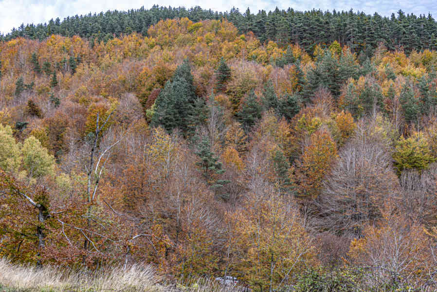 Comunidad Foral de Navarra 159 - valle de Roncal.jpg
